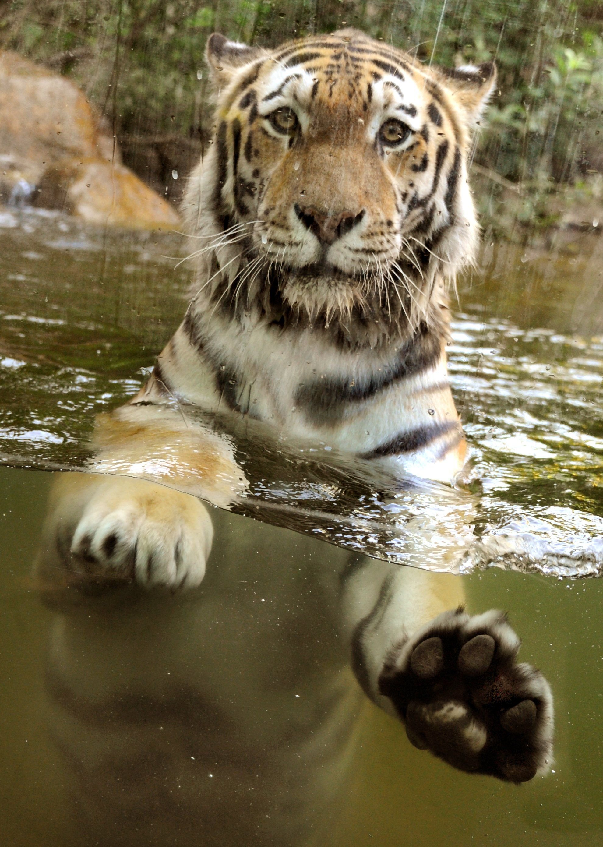Tiger "Mischa" starb am Donnerstag bei einer Attacke eines Artgenossen im Zoo Leipzig. (Archivbild 2011)