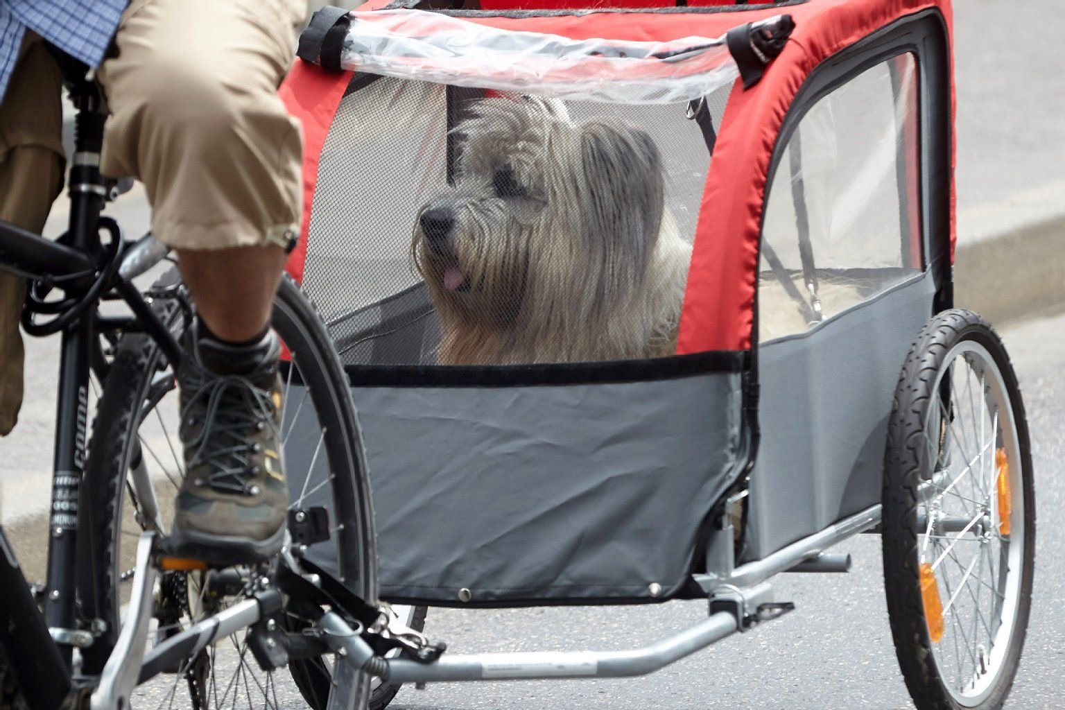 Hund im Hänger. Das könnte für viele Gassi-Radler eine echte Alternative sein und gefährliche Situationen verhindern.