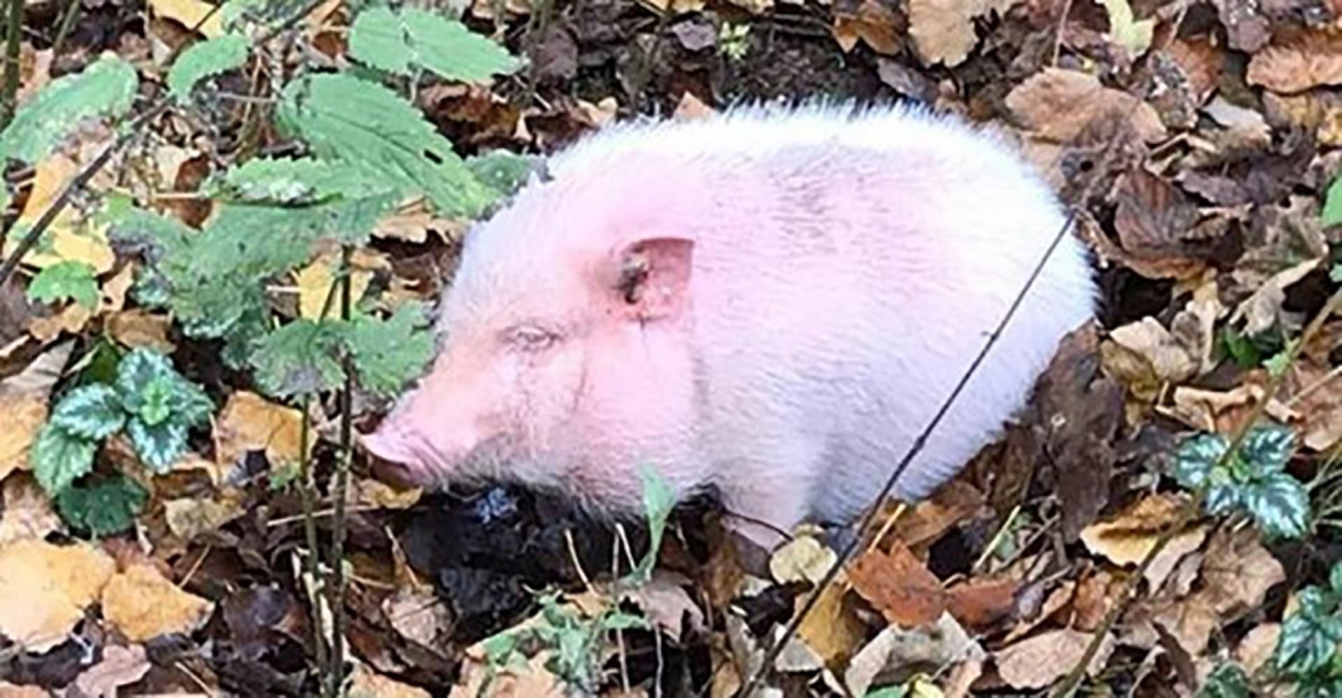 Dieses kleine rosa Schwein fingen Polizisten und Anwohner an der B242 bei Seesen ein.