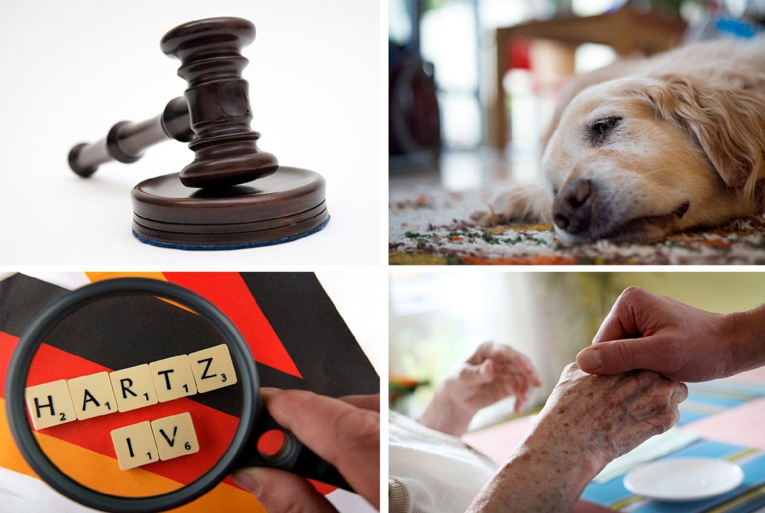 Dürfen Hunde mit ins Büro? Hat man trotz Sparguthaben Anspruch auf Hartz IV? Wie viel Geld steht pflegenden Angehörigen zu? Das sind einige der Fragen, die 2014 die Gerichte beschäftigt haben.
