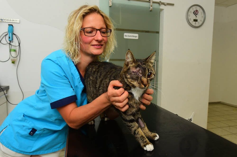 Tierärztin Heike Kunnaht hatte Kater Sammy operiert.