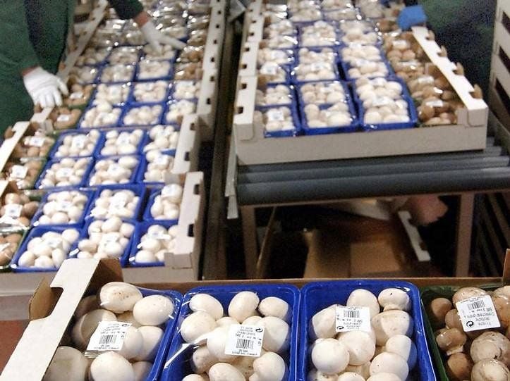 Selbst bei Pilzen im Supermarkt ist Vorsicht geboten. Champignons sind aber vergleichsweise ungefährlich, da sie wenig Cäsium in sich aufnehmen - und oft gezüchtet und nicht wild gewachsen sind.