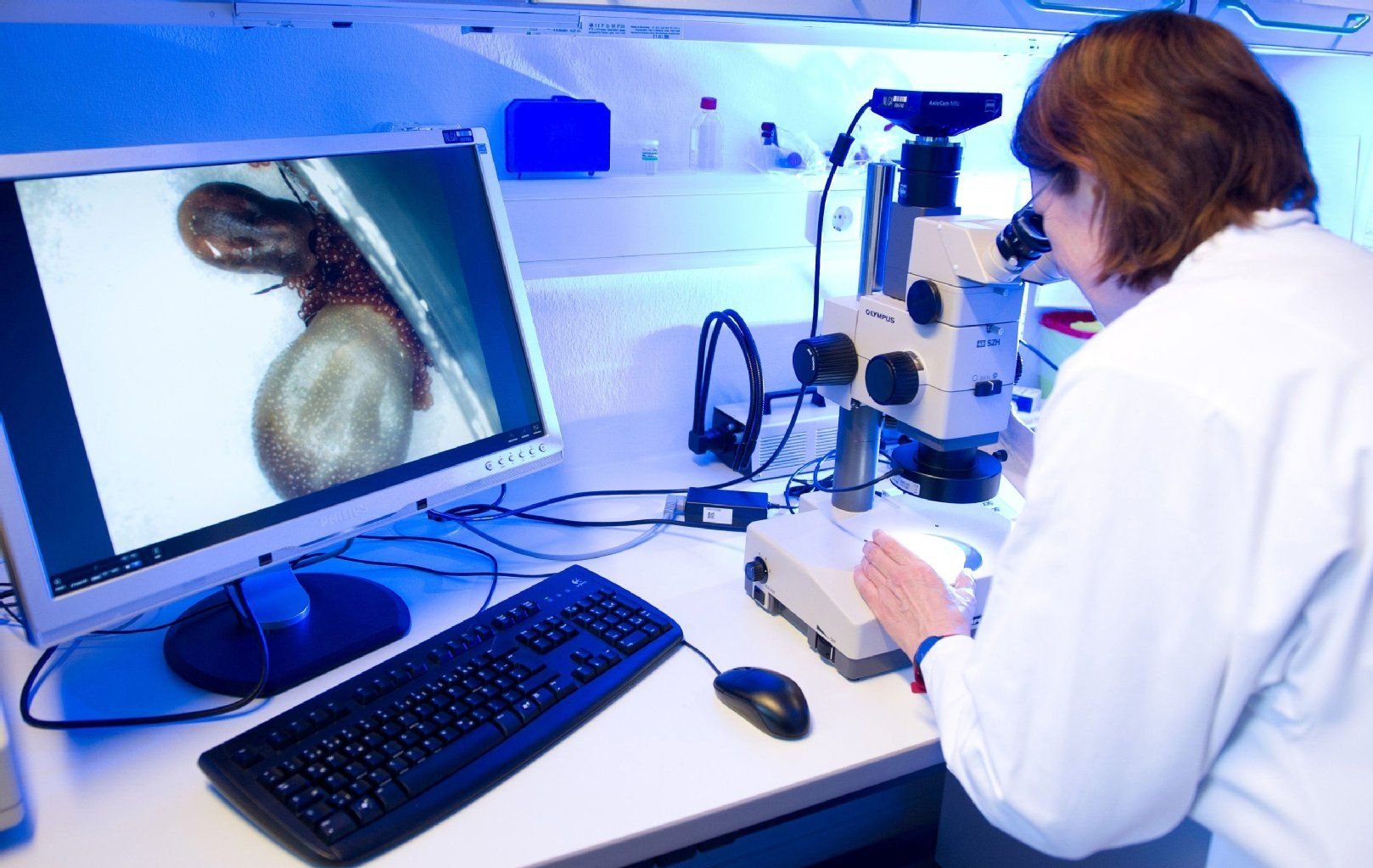 Zecken-Nachwuchs: Auf dem Monitor sind zwei durch ein Mikroskop vergrößerte Zecken zu sehen, die gerade ihre Eier ablegen.