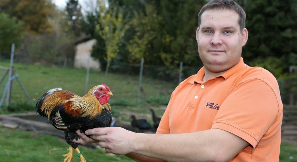 Marc Schulze zeigt einen Zwerg-Wyandotten-Hahn. Er nimmt an der Werbeschau des Prittitzer Rassegeflügelzuchtvereins teil.