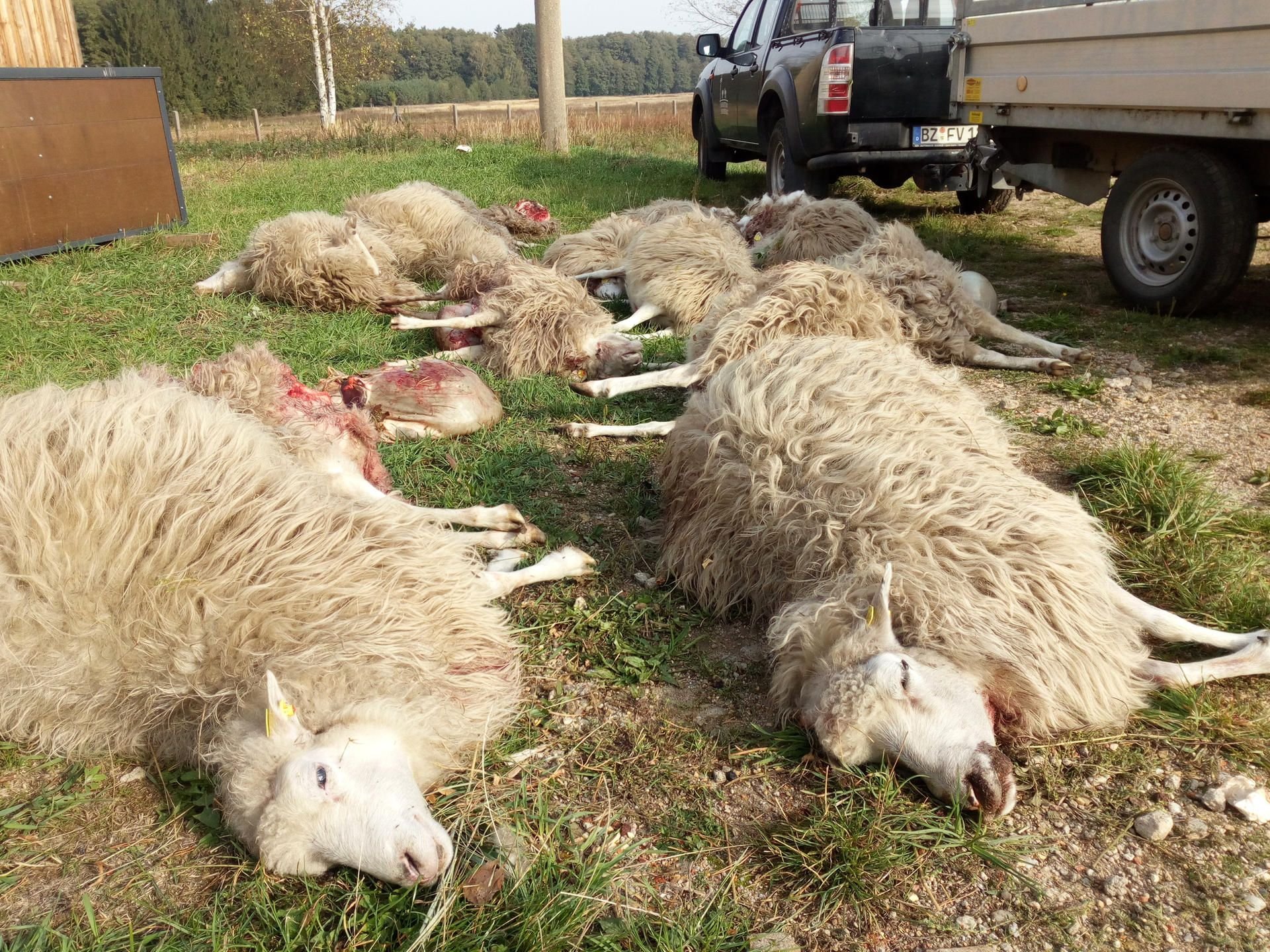 Wölfe haben nahe der ostsächsischen Ortschaft Förstgen eine Schafherde angegriffen und dabei wohl mehrere Dutzend Tiere gerissen.