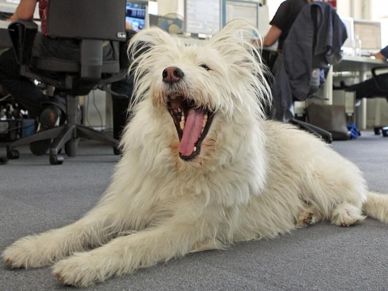 So ein Hund im Büro sorgt für Stimmung. Besitzer müssen vorher allerdings Mitarbeiter und Kollegen um Erlaubnis bitten.