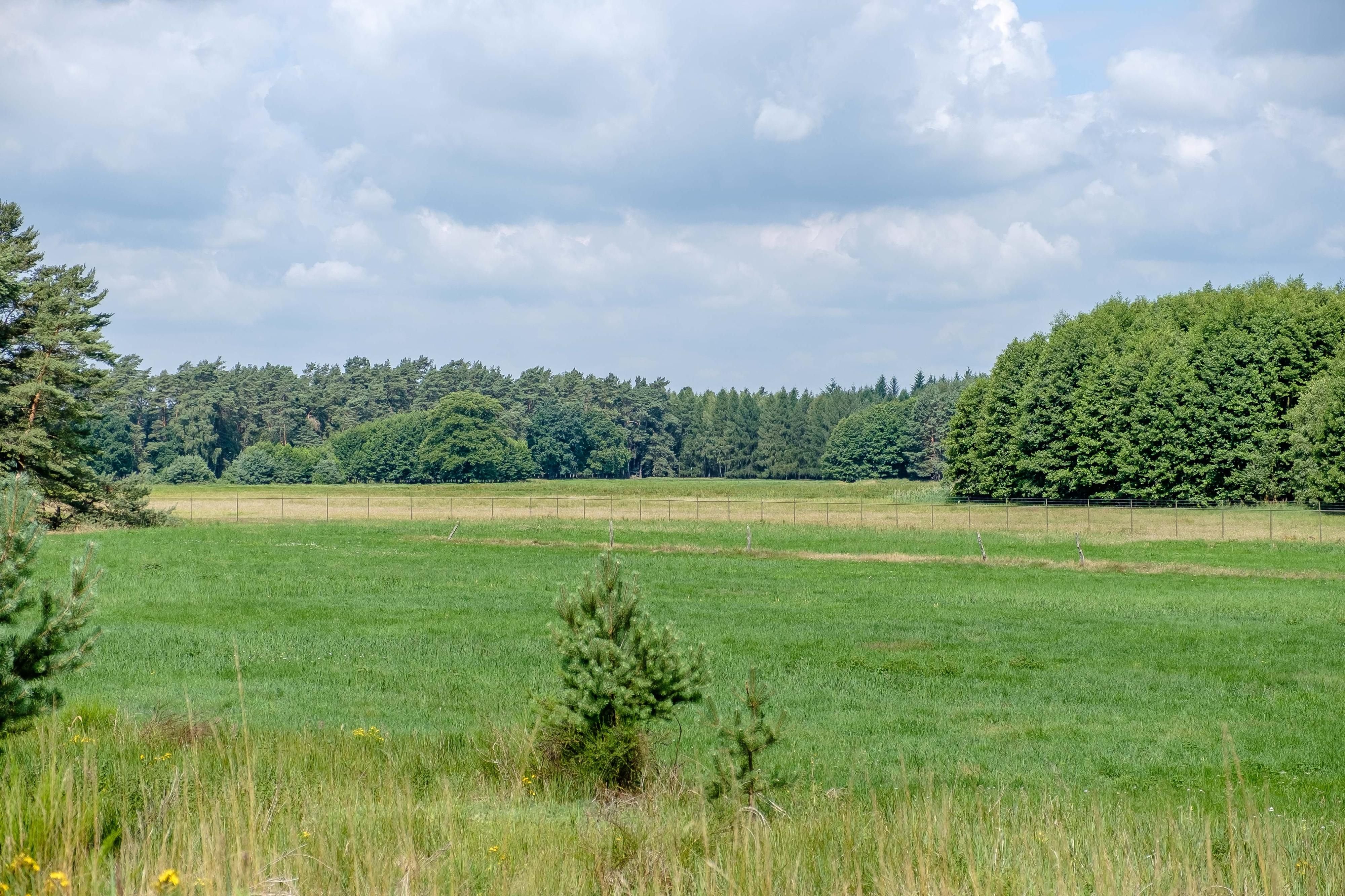 Diese Wiese und dieser Wald bei Köselitz sind derzeit eingezäunt. Das Stück Natur ist als als Bauland gekennzeichnet. Schon lange werden Pläne diskutiert, an dieser Stelle einen Center Parc zu erreichten.