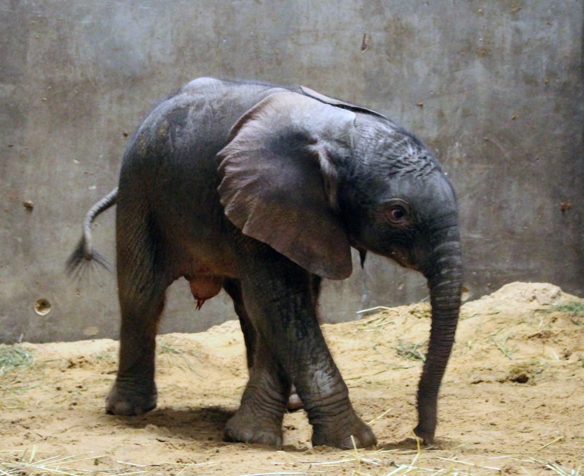 Der Elefantenjunge erkundet das Gehege im Bergzoo Halle.