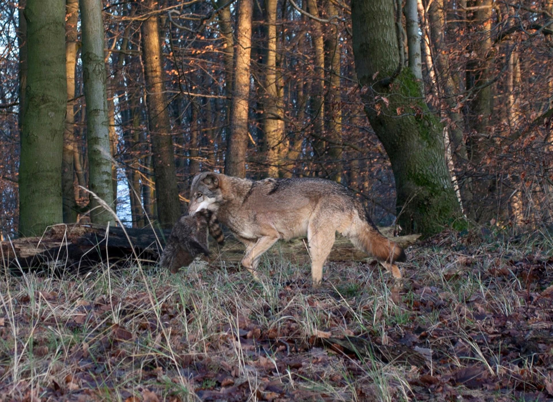 Ein Wolf trägt einen Waschbär in seinem Maul.