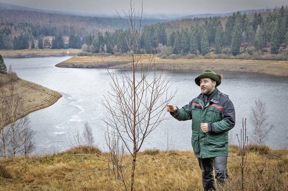 Lukas Wachsmann erklärt, wieso mitten im Fichtenwald eine Birke wächst. In Hintergrund ist der Eckerstausee zu sehen.