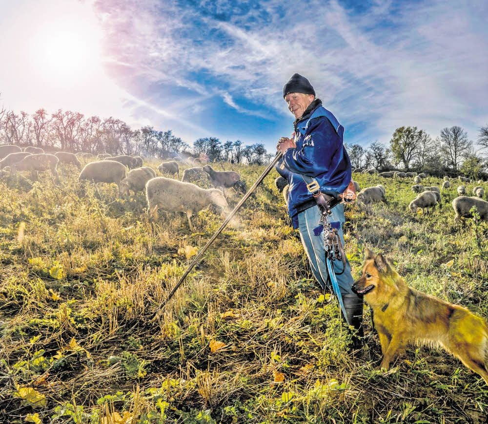 Arbeitsplatz Natur: Schäfer Dirk Meyer mit Hündin Resi und seiner Herde.