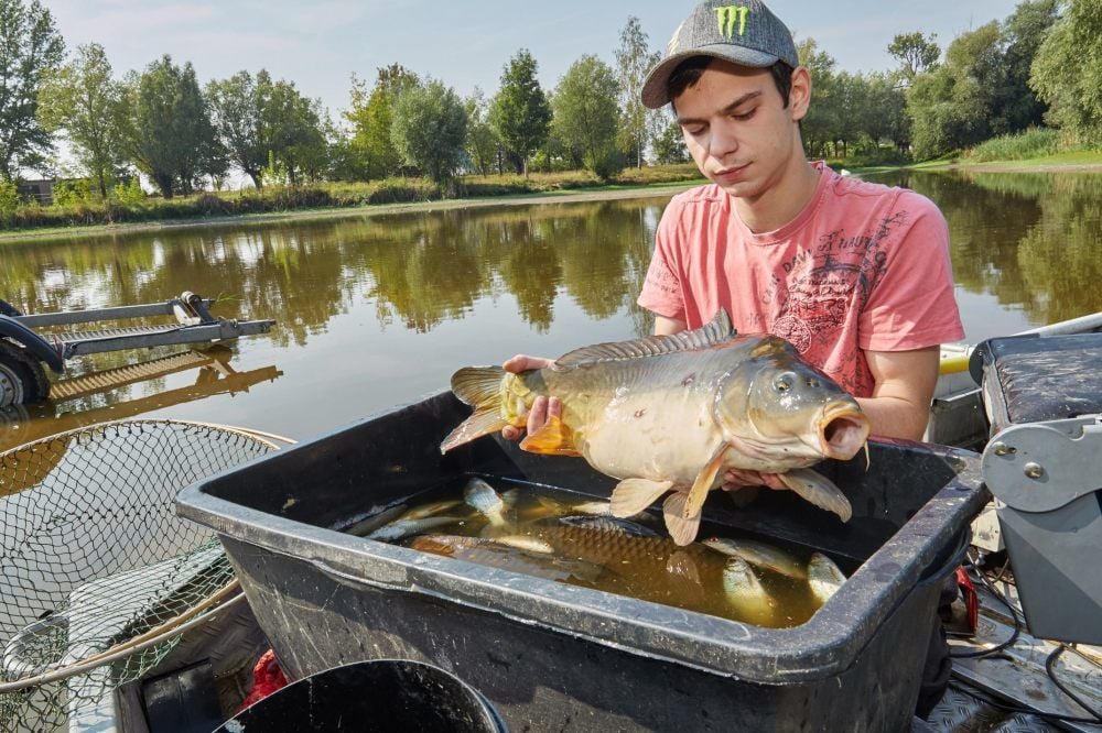 Patrick Christmann hält einen Karpfen aus dem Bebitzer Teich in den Händen. Der Fisch wird zwischenzeitlich in ein anderes Gewässer umgesiedelt.