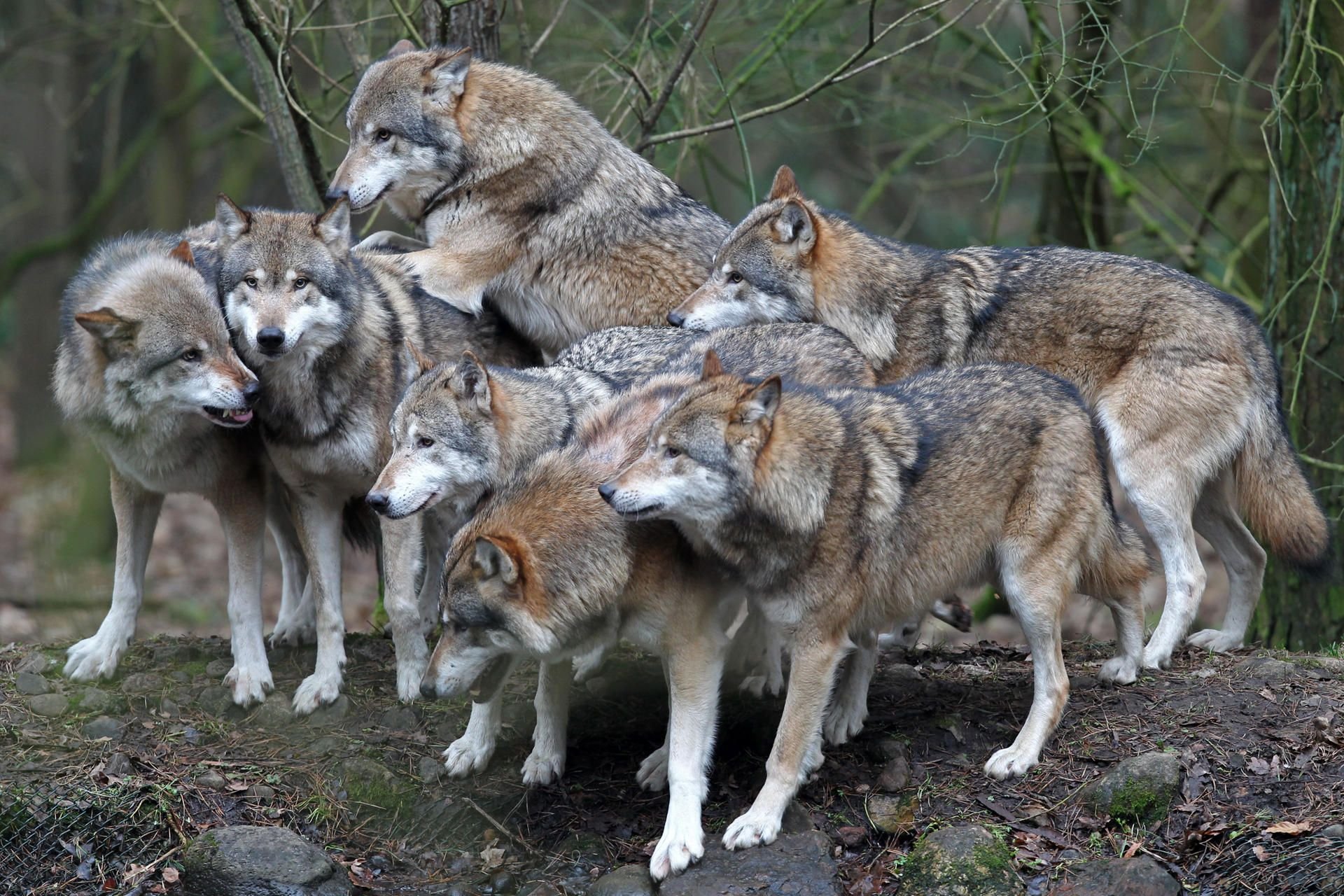 Wolfsrudel in einem Wildpark