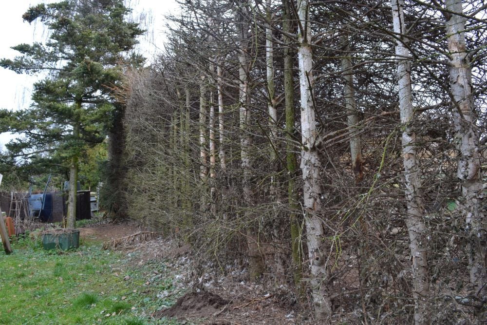 Die Nachbarn machen den Urin der Kühe dafür verantwortlich, dass ihre Kiefernhecke eingegangen ist.
