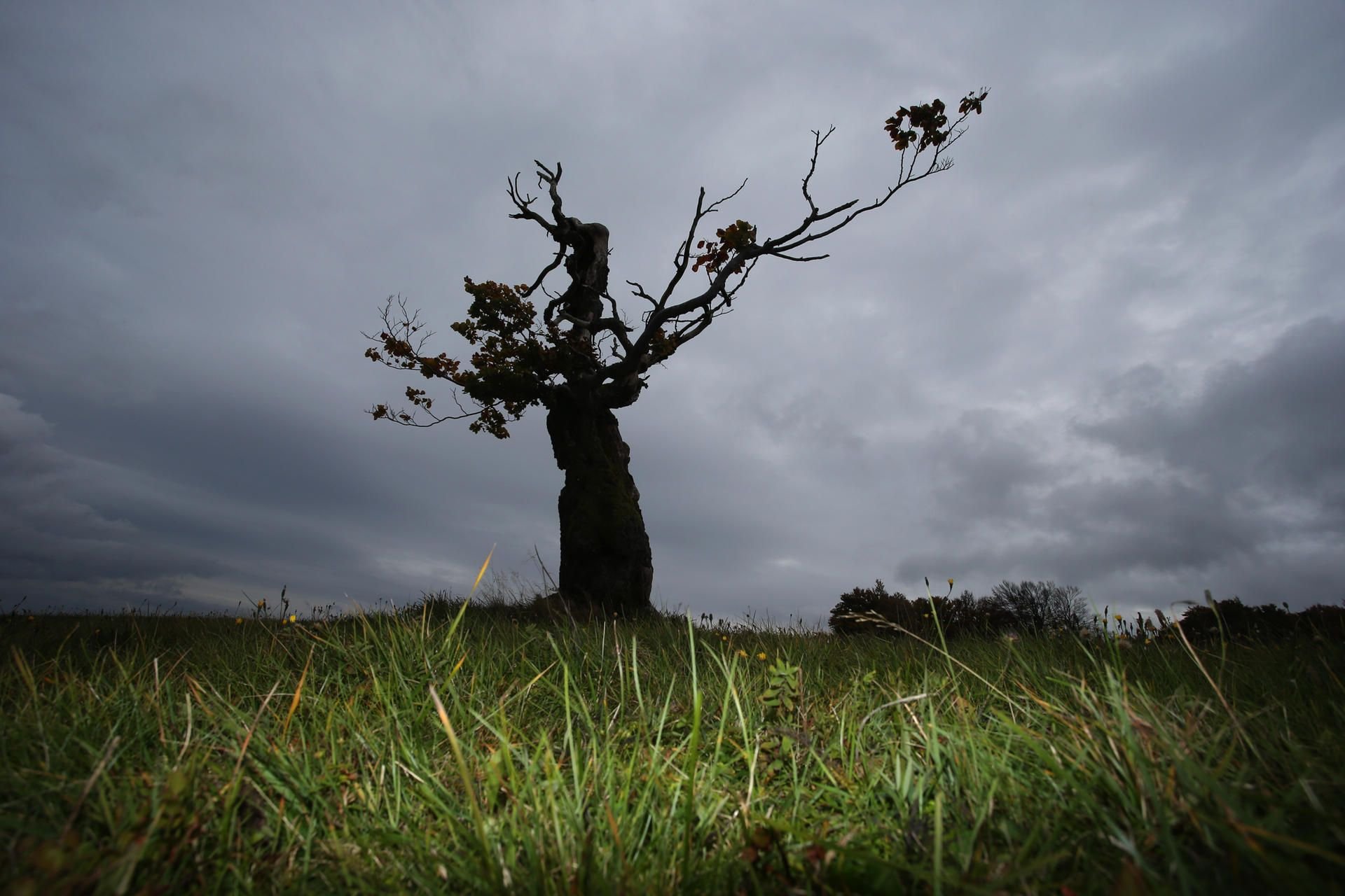 Dunkle Wolken ziehen über einen abgestorbenen Baum.