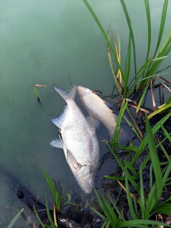 Im Altarm der Saale bei Nienburg fehlt Sauerstoff. Die Fische springen aus Verzweiflung ans Ufer.