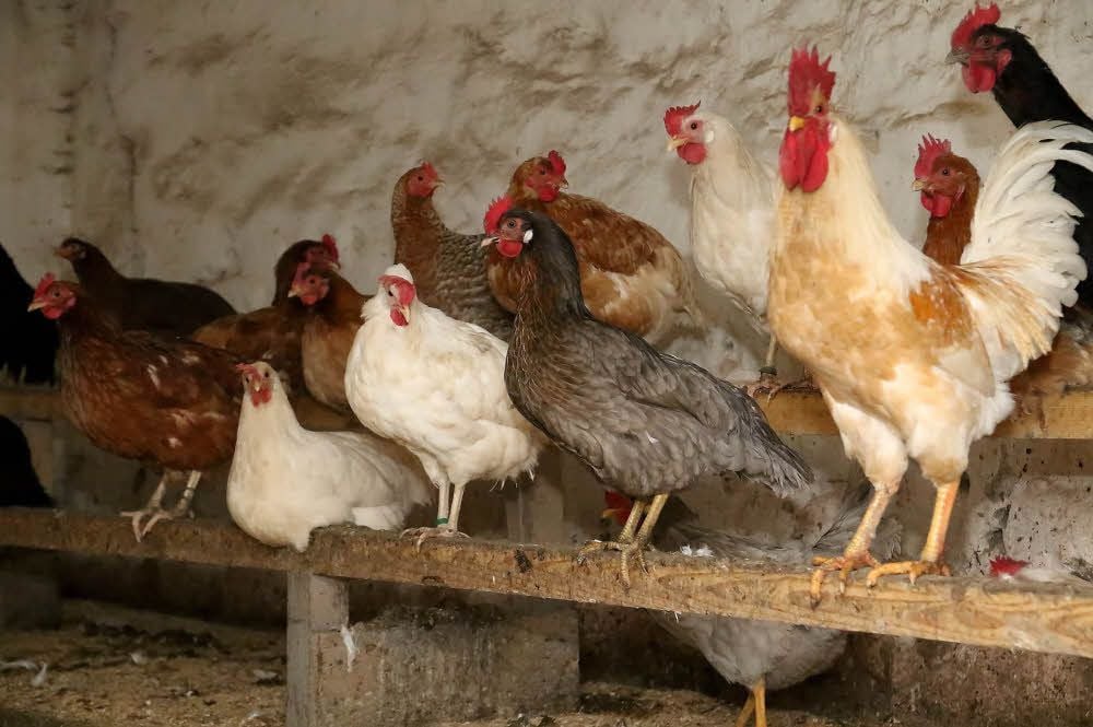 Hühner müssen zurzeit im Stall gehalten werden.