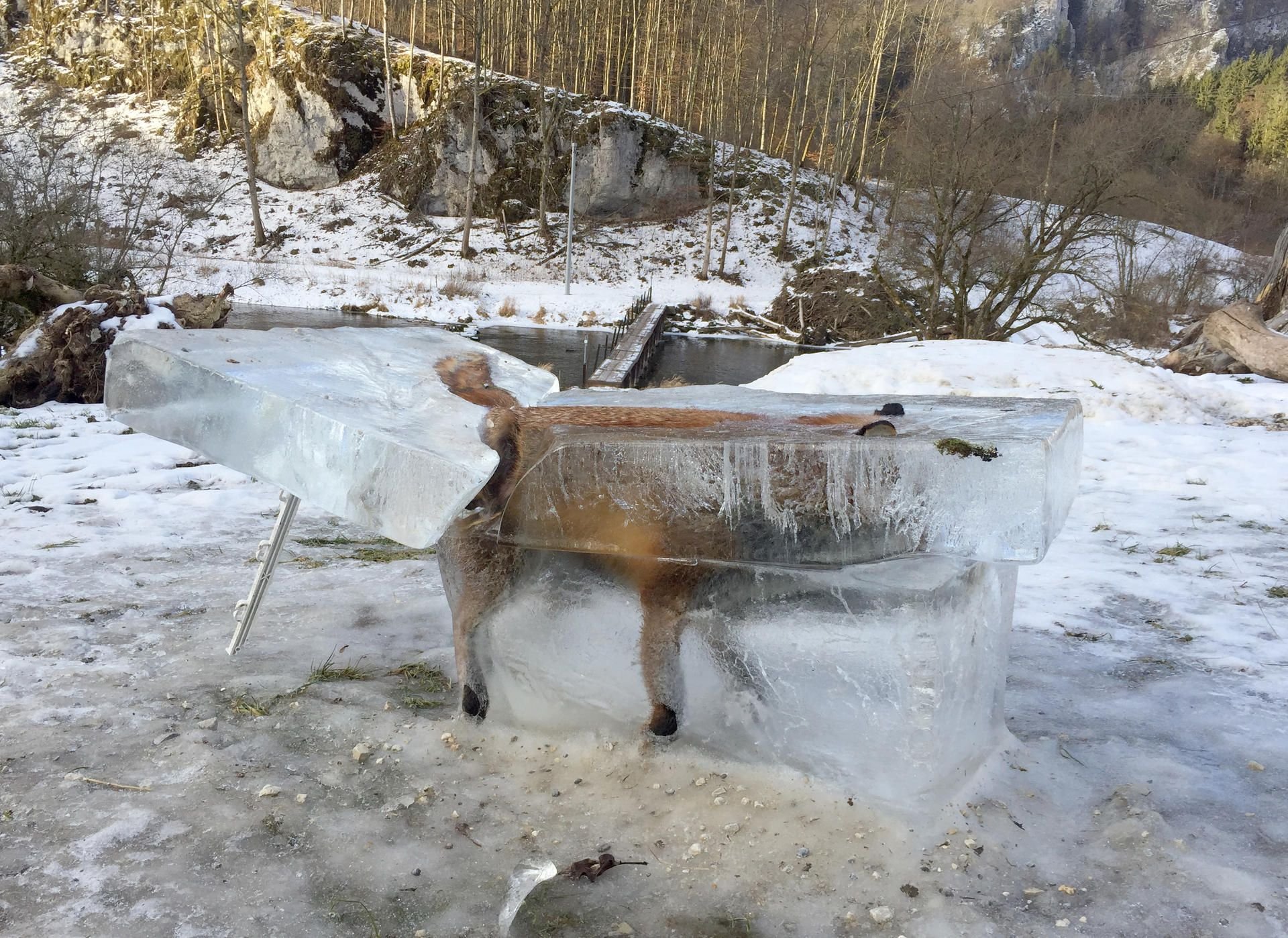 Ein Eisblock mit einem eingefrorenen Fuchs: Das Tier war auf dem dünnen Eis der Donau eingebrochen und ertrunken.