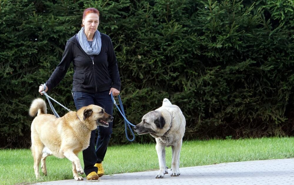 Auch im Tierheim Aschersleben geht’s regelmäßig auf Gassi-Tour. Tierpflegerin Corinna Pech führt die Kangals Lale und Bato aus.