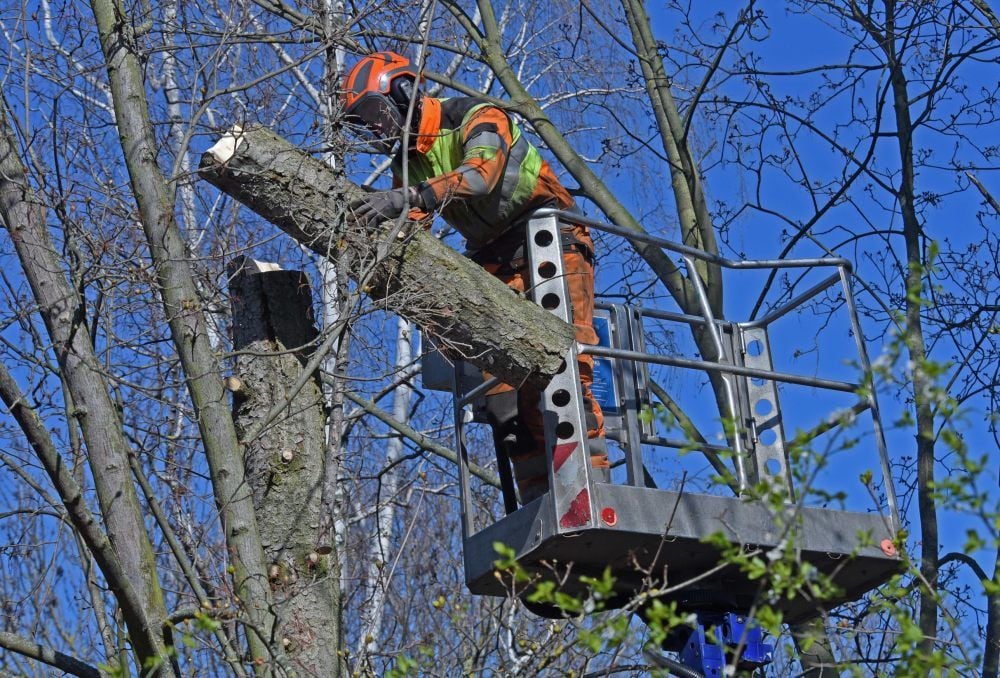 Im April 2020 wurden in Aschersleben Bäume gefällt.