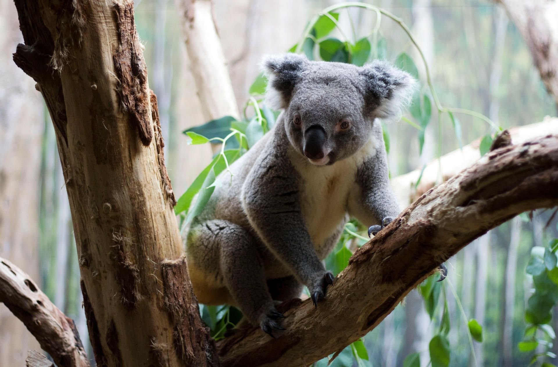Der Australier Moose im Leipziger Koala-Haus