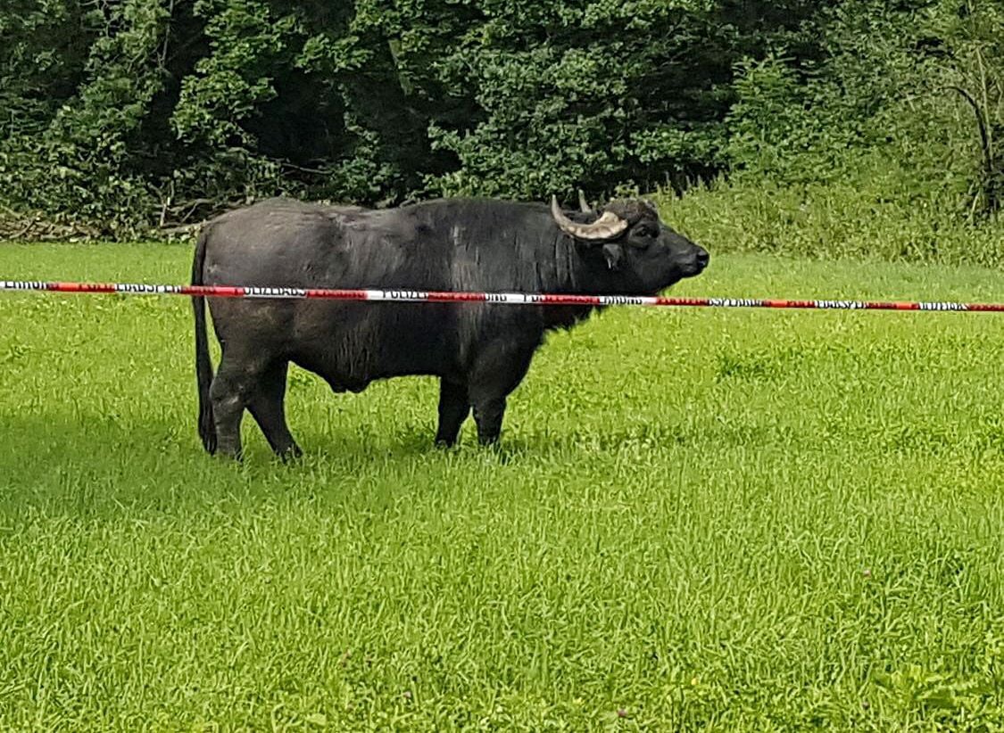 Der Wasserbüffel Obi hinter Absperrband der Polizei. Das Tier wurde inzwischen notgeschlachtet.