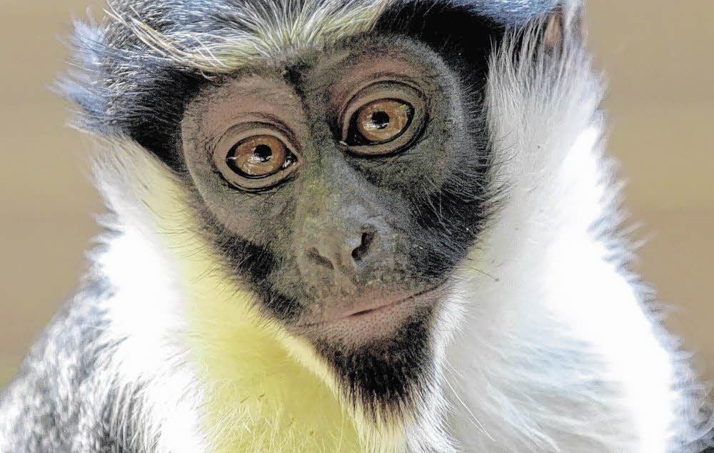 Die Dianameerkatze hatte es nach ihrer Ankunft aus England im vergangenen Jahr nur wenige Tage im Ascherslebener Zoo gehalten.