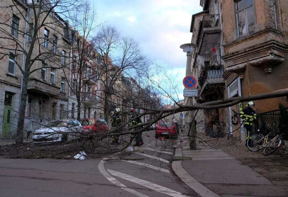 Auch in der Humboldtstraße krachte durch den Sturm „Friederike“ ein Baum nach unten.