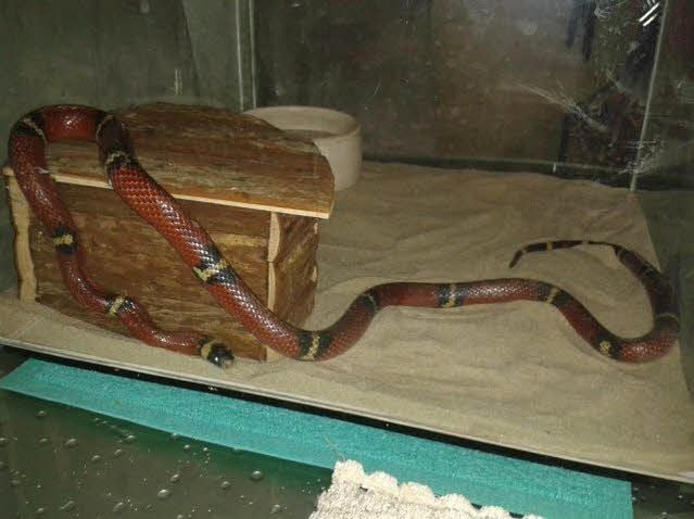 Die Königsnatter lebt in einem behelfsmäßigen Terrarium.