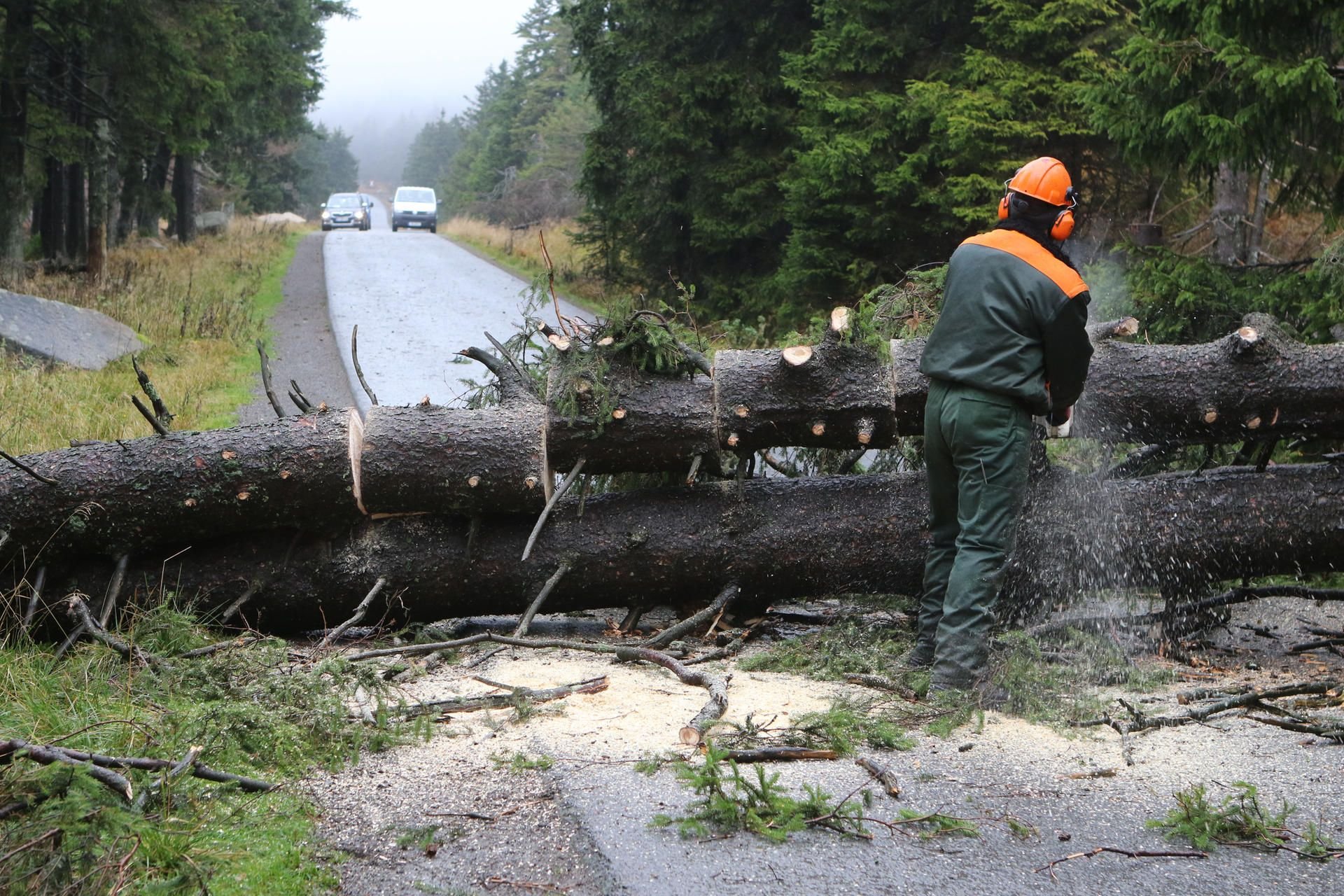 Umgestürzte Bäume liegen auf der Brockenstraße am Brocken