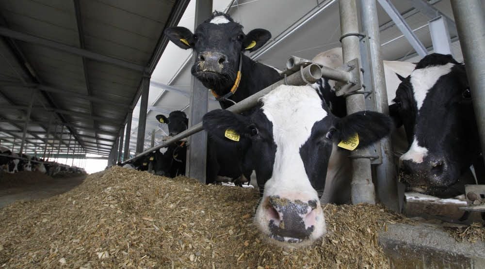 Bei der Helmsdorfer Agrargenossenschaft werden 300 Kühe täglich gemolken.