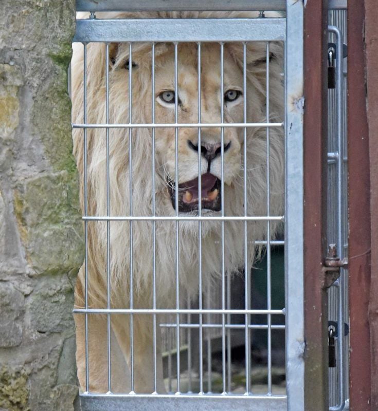 Gleich geht der Schieber auf. Sambesi wartet schon neugierig.