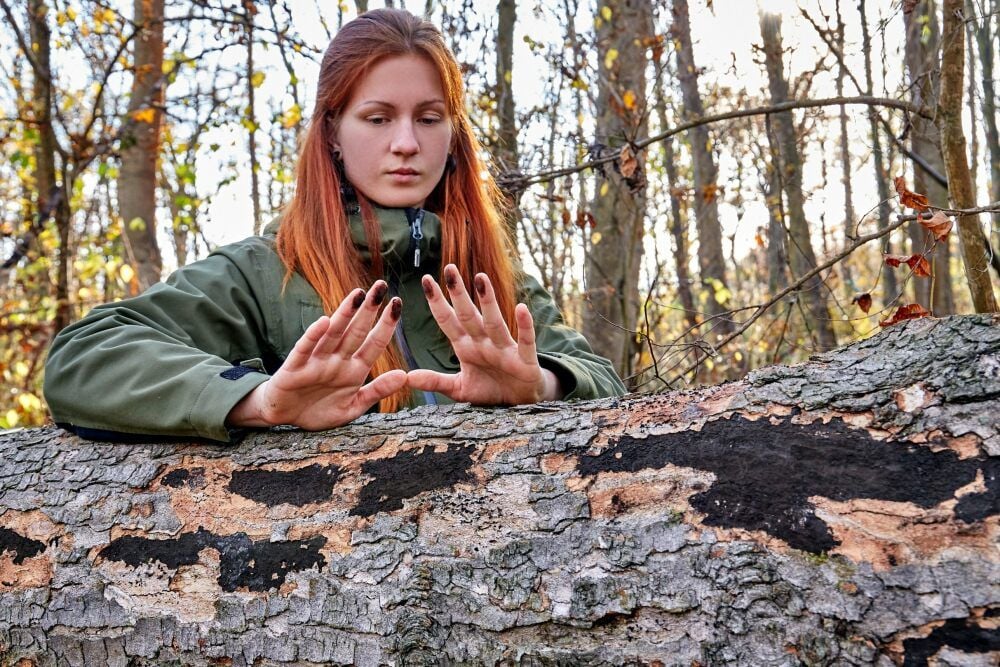 Dieser Berg-Ahorn ist deutlich von der Rußrindenkrankheit gezeichnet. Praktikantin Katharina Matthes hat ganz schwarze Finger, nachdem sie die Rinde angefasst hat.