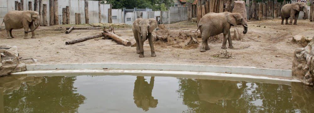 Elefantendame Bibi (ganz links) erwartet gegen Ende des Monats ihr viertes Kind. Der Zoo hofft, dass es nicht wie 2013 von ihr getötet wird.