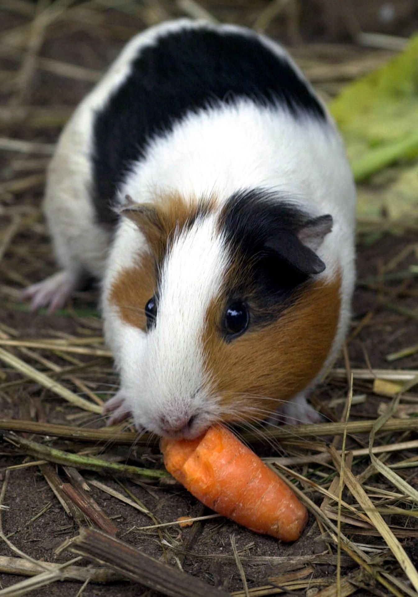 Ein Meerschweinchen.