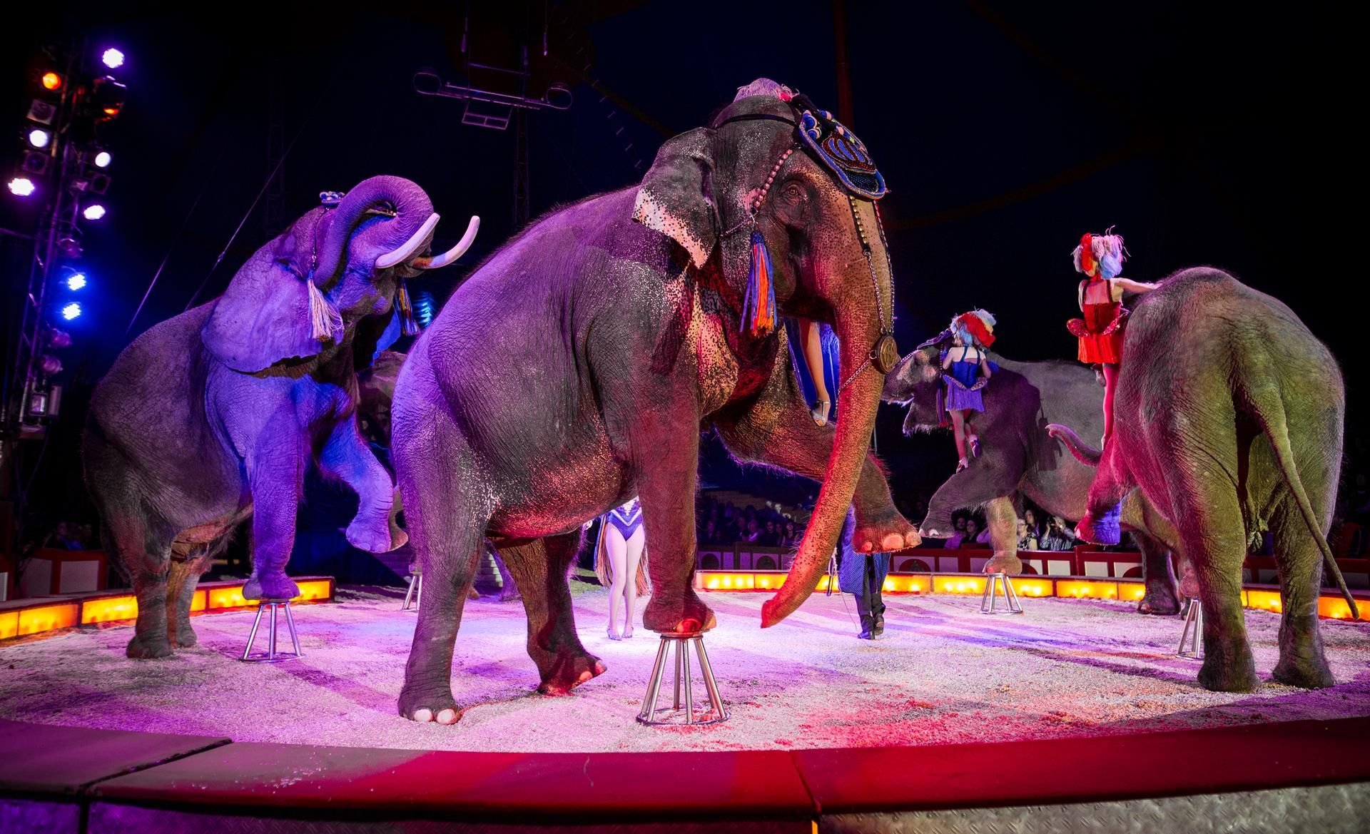 Elefanten bei einer Vorstellung im Zirkus (Symbolbild)