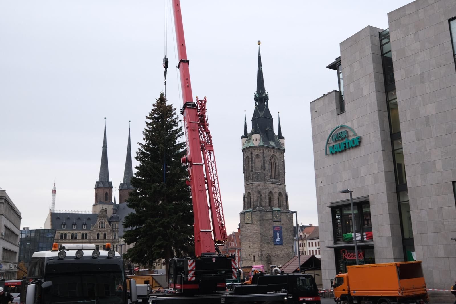 Der Baum für den diesjährigen Weihnachtsmarkt in Halle steht.