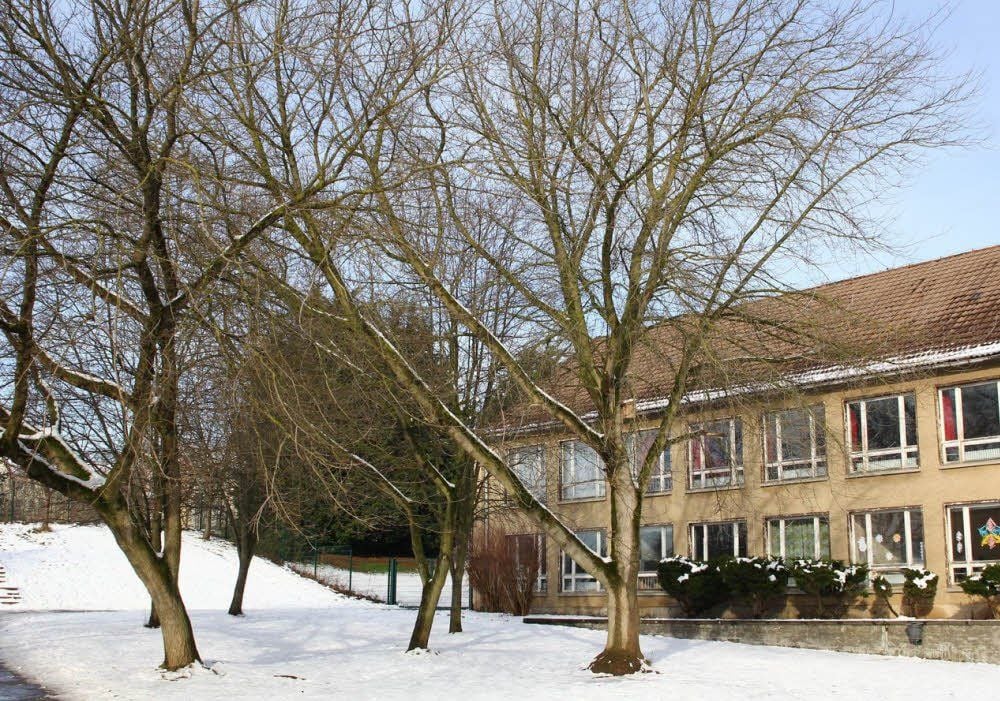 Bei den Umbauplänen der „Anne-Frank“-Schule und den Baumfällungen wurde „Pro Baum“ einbezogen.