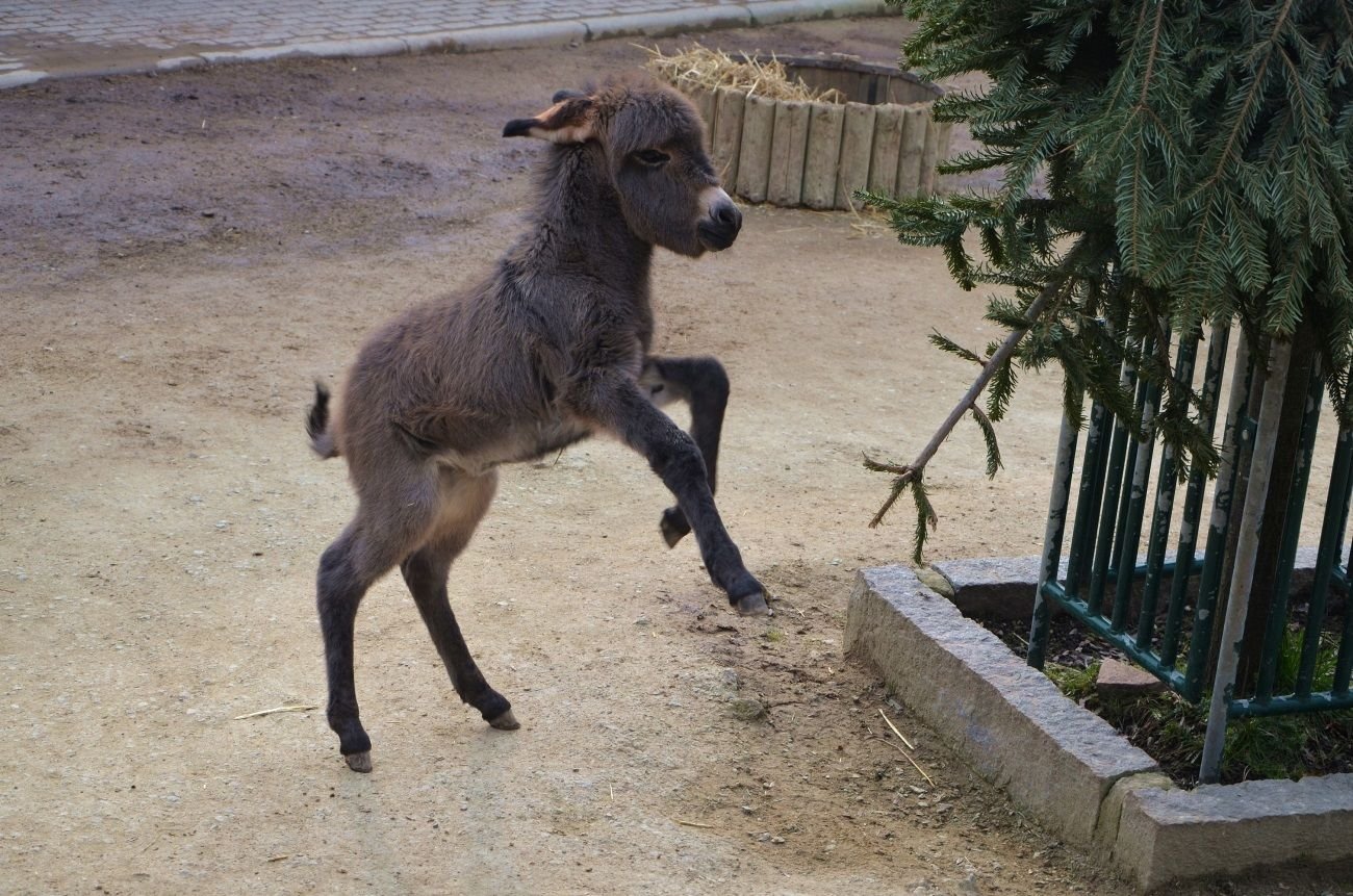 Eselnachwuchs Anton begeistert mit seiner tollpatschigen Art die Besucher.