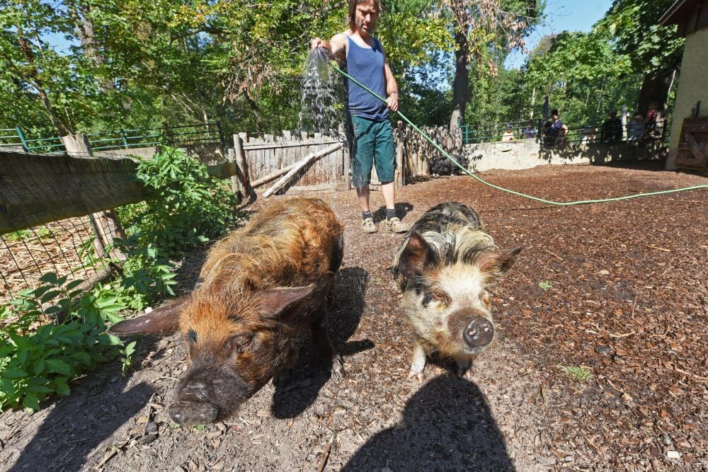 Im Zoo bekommen die Schweine eine Dusche, damit sie die Schweine-Hitze ertragen. Tierpfleger Amadeus Weber sorgt für Abkühlung.