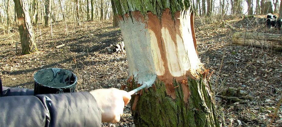 Durch Schutzpaste sollen die Robinien in Trotha erhalten werden.