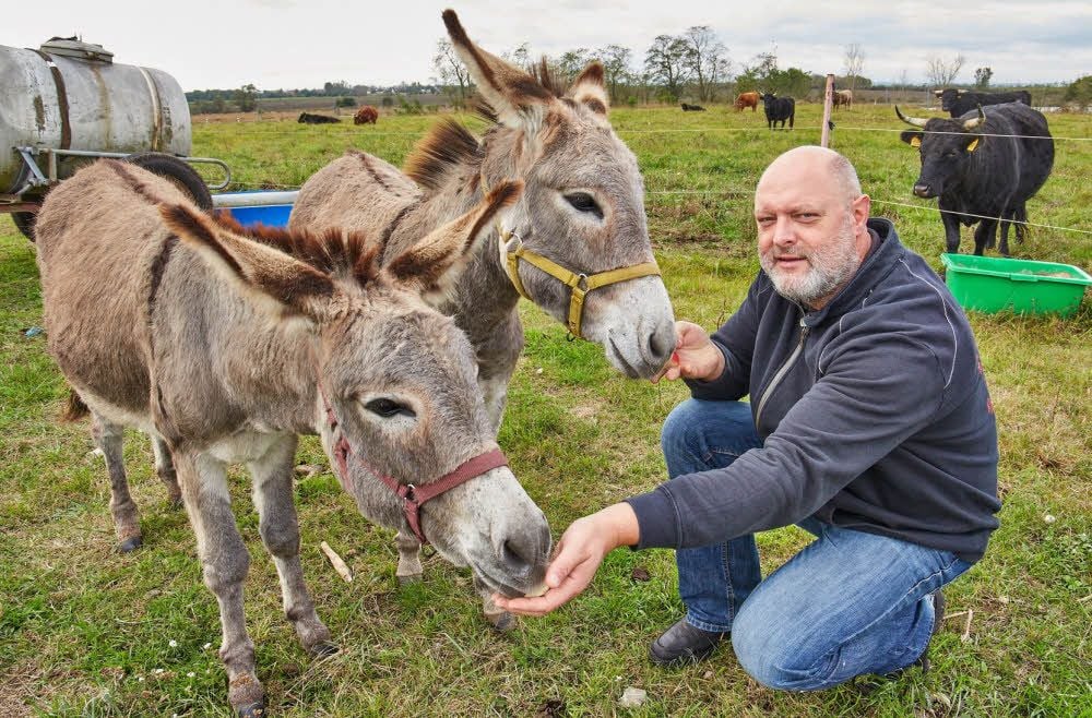 Mirko Bader füttert die beiden Eselstuten, die gemeinsam mit Wallach Gabor die Herde Dexter-Rinder vor dem Wolf schützen sollen.