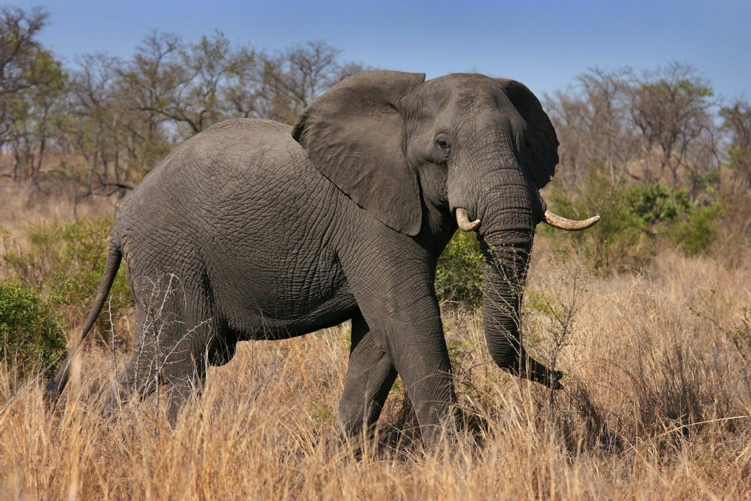 Ein Afrikanischer Elefant im Kruger Nationalpark.
