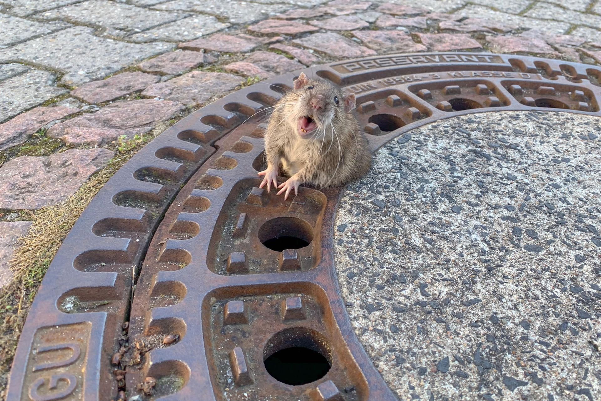 Die bemitleidenswerte Ratte in Bensheim