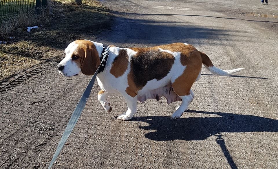 Die trächtige Beagle Hündin wurde am 9. März ausgesetzt. Tierschützer versuchen nun, gegen den Halter vorzugehen, wenn dieser sich nicht bei ihnen meldet.