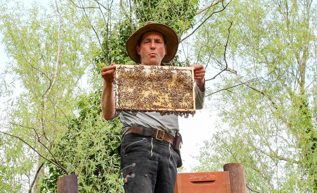 Max Baumann zeigt die Bienen, die im Stadtpark angesiedelt sind.