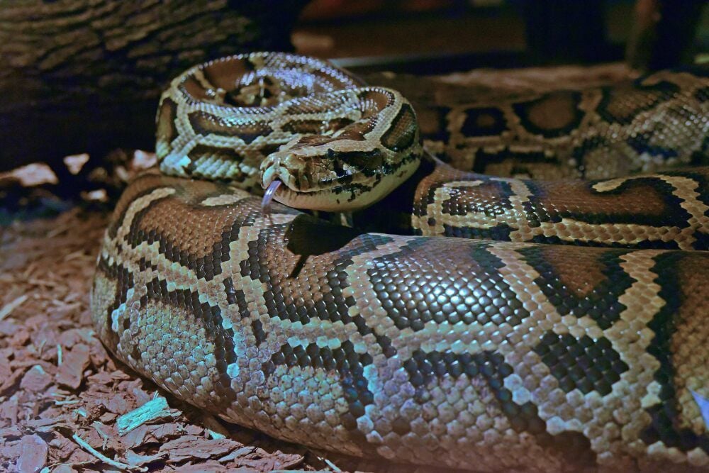 Der neue Tigerpython aus Münster liegt eingerollt in seinem neuen Zuhause.