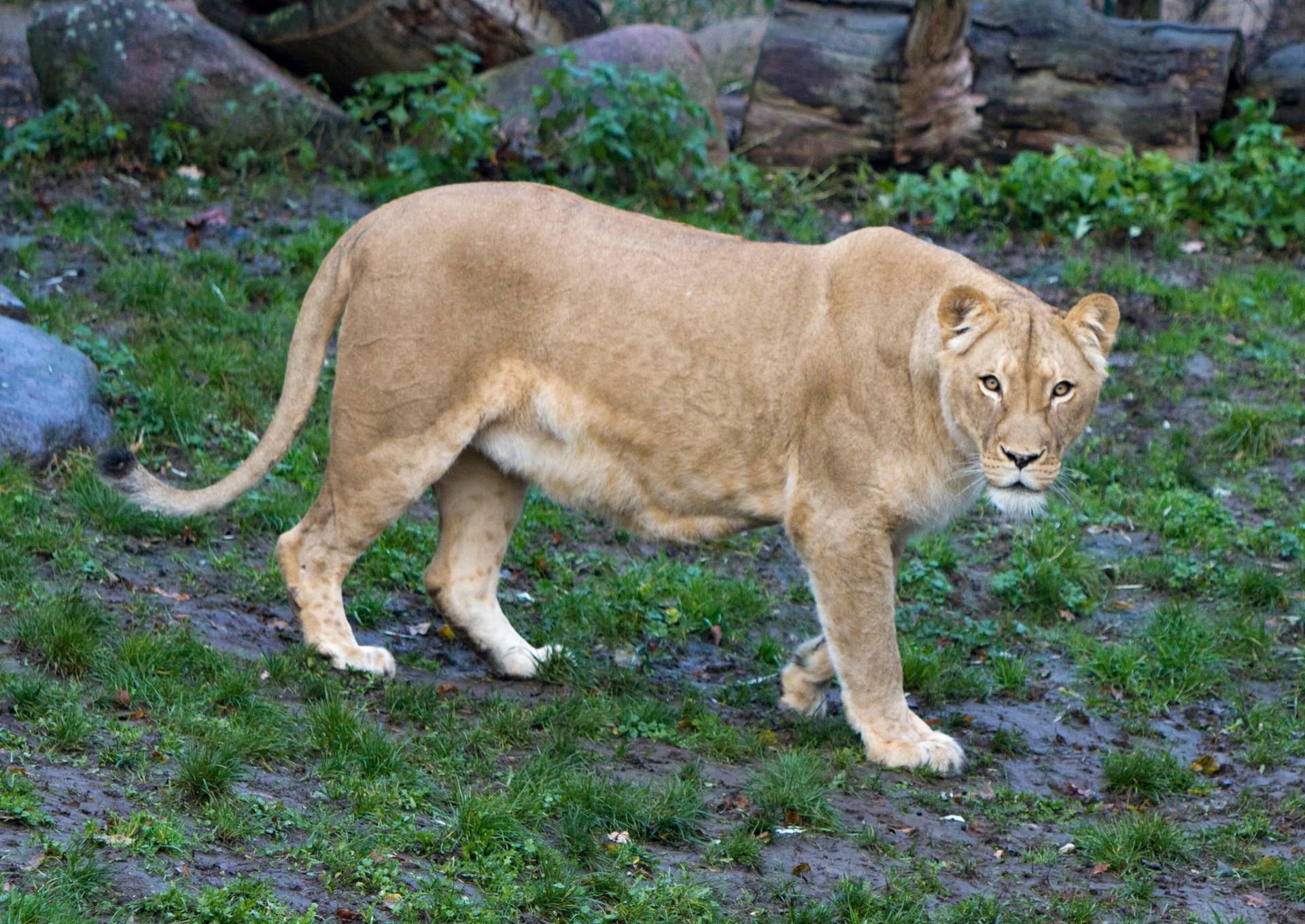 Löwin Kigali im Zoo Leipzig