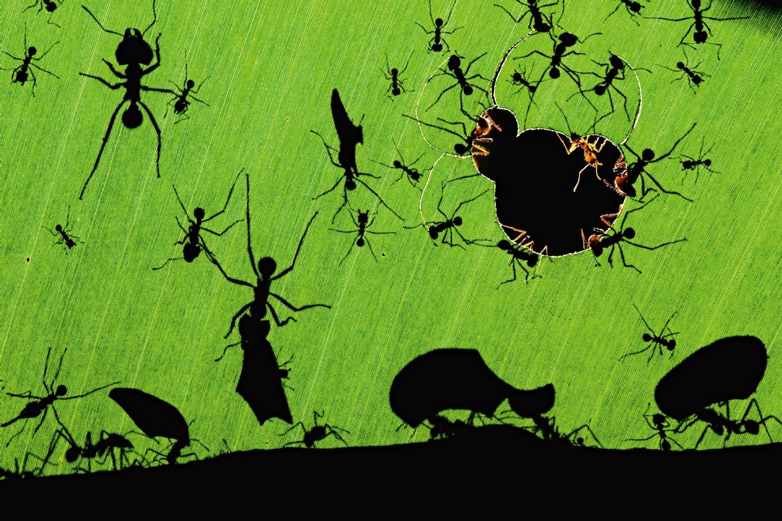 Kunstwerk der Natur: Die Schatten von Ameisen.