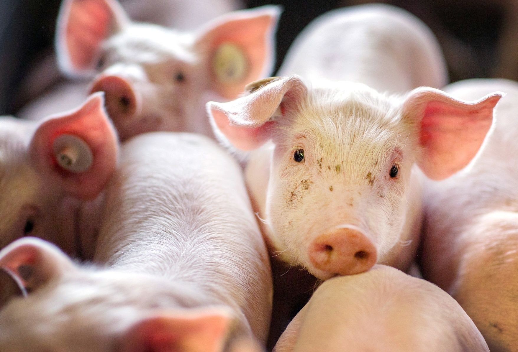 Ferkel stehen in einer Box in einer Schweinezuchtanlage.